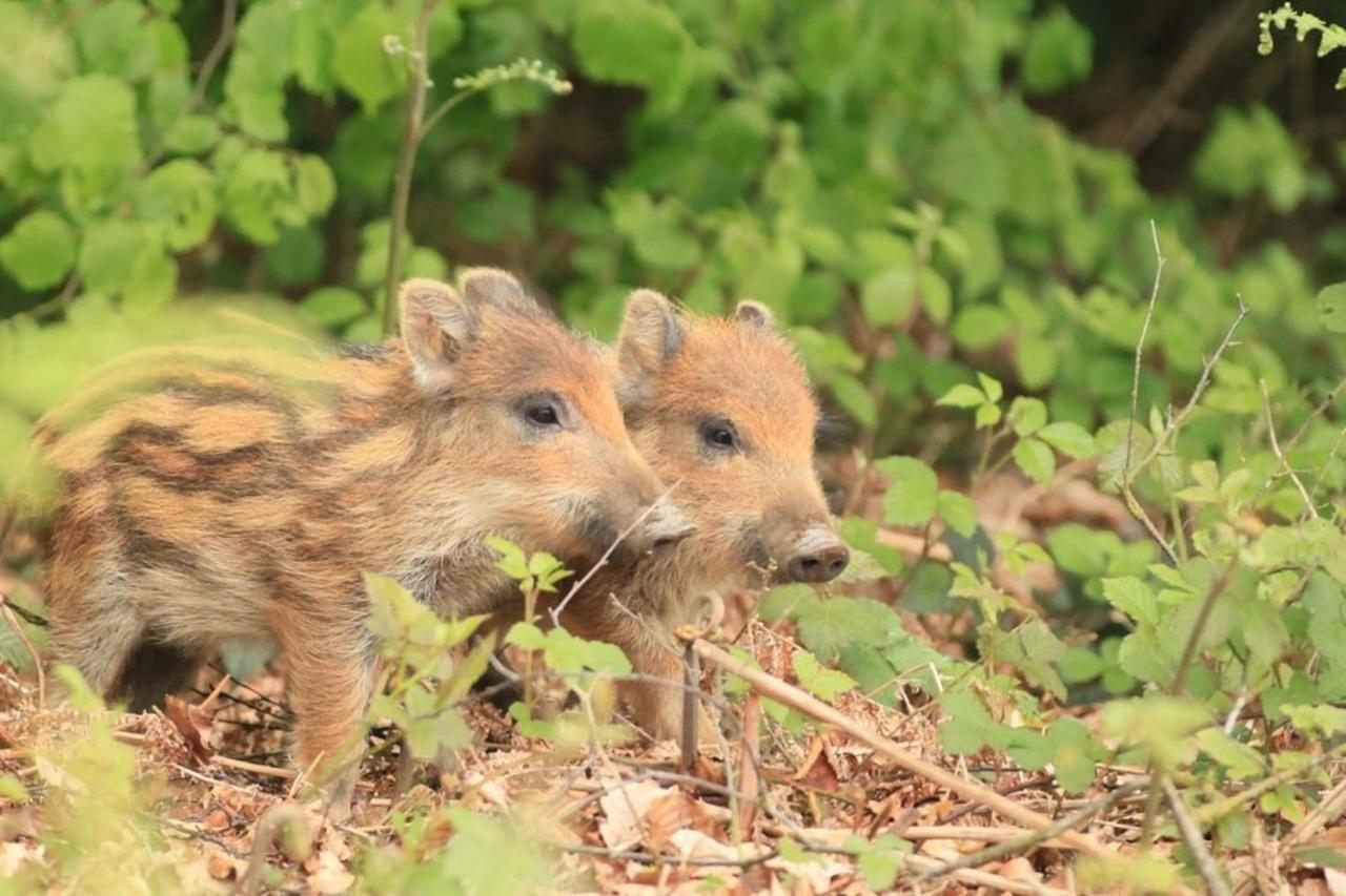 La chouette au bouleau Villa Hargnies Eksteriør billede