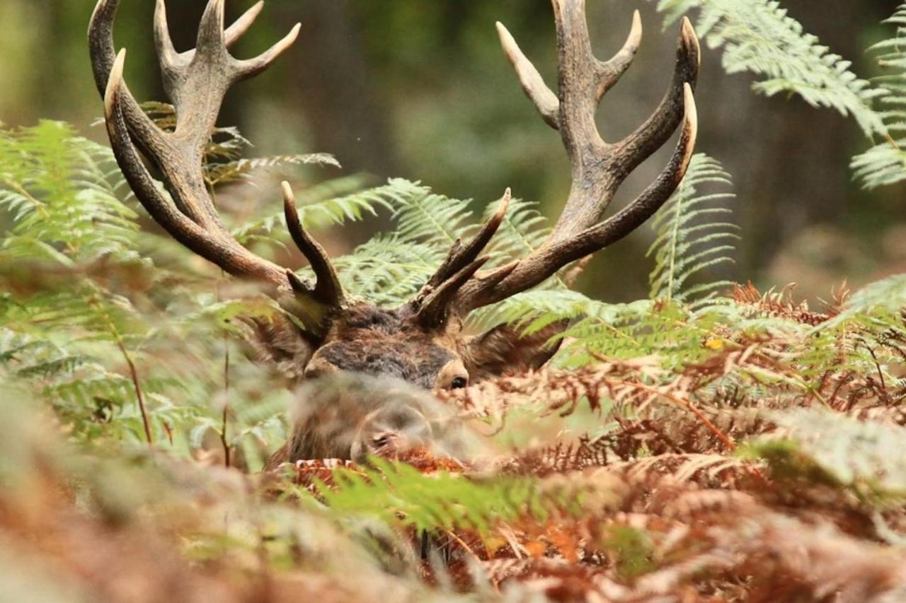 La chouette au bouleau Villa Hargnies Eksteriør billede
